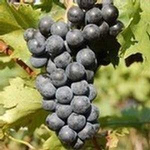 Chambourcin Grape