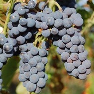 Maréchal Foch Grape