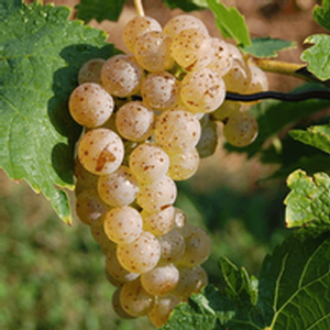 Vidal Grape