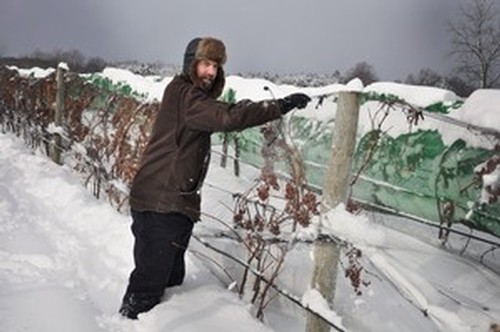 Johnson Estate Winery ice wine harvest