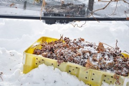 Johnson Estate Winery ice wine harvest