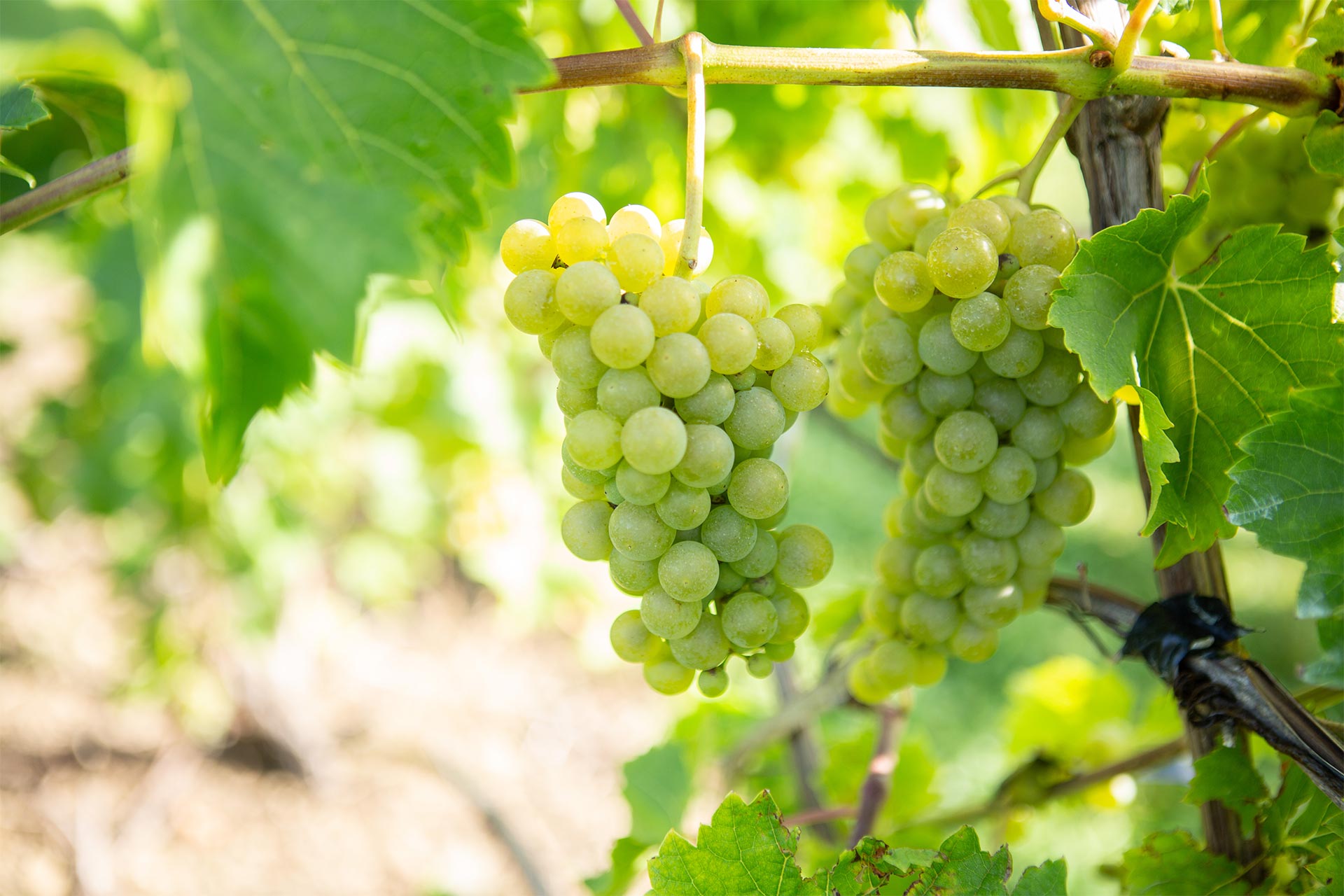 Hero image of winery