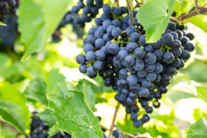 Chancellor Grapes on vine