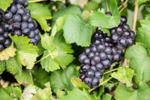 Pinot Noir grapes on the vine.