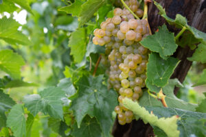 Vidal Blanc Grapes