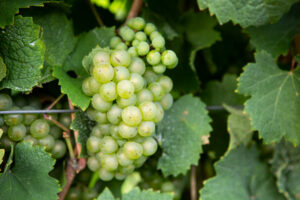 Bunch of Riesling grapes on the vine
