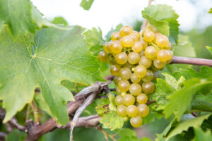 Seyval Blanc Grapes