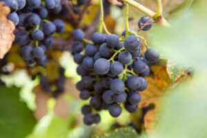 Ives grapes on the vine