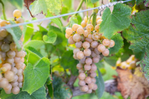 Traminette Grapes