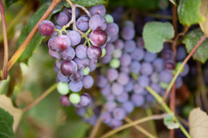 Concord Grapes