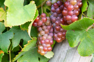 Delaware grapes on the vine