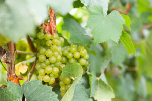 Chardonnay Grapes