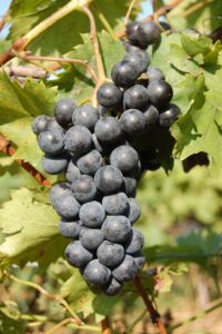 Chambourcin Grapes