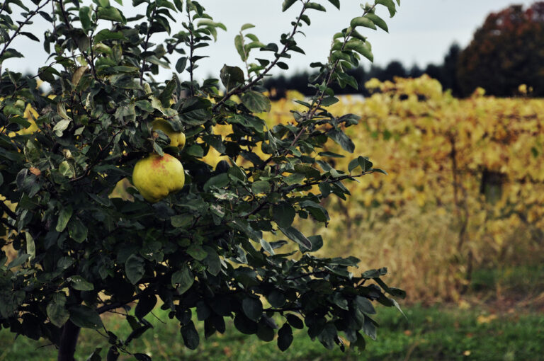 Ready to harvest quince at Johnson Estate Winery