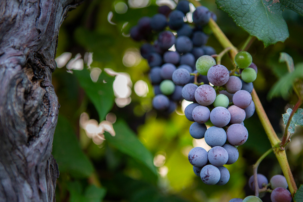 Grapes Changing Color