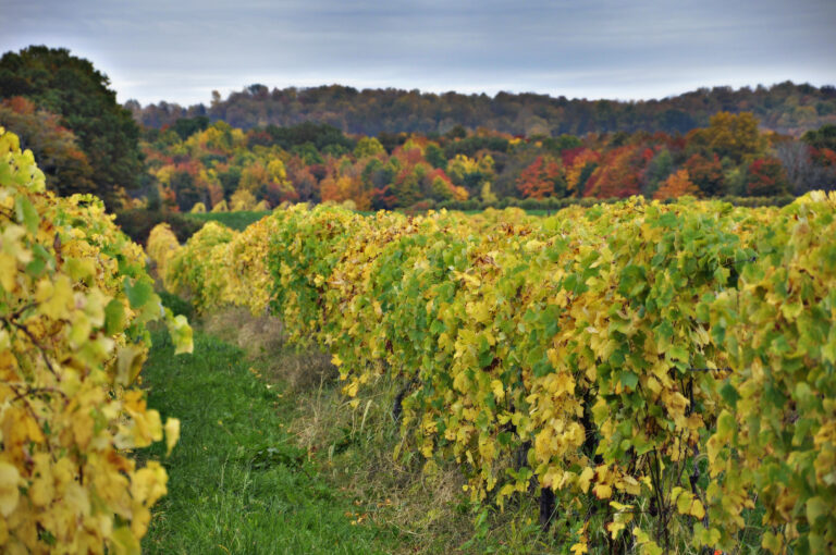 Fall Foliage Leaves in the vineyard at Johnson Estate Winery in Westfield NY.