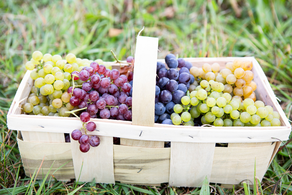 Freshly harvested wine grapes in a basket during grape picking season at Johnson Estate Winery in Westfield NY